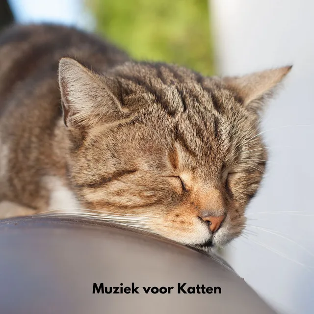 Muziek voor katten