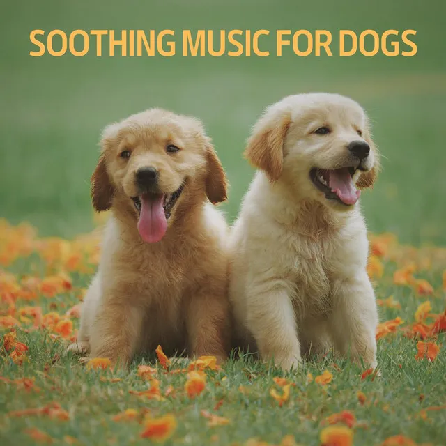 Soothing Music for Dogs