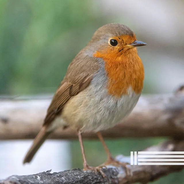 Birds In The Forest