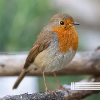 Birds Singing In The Forest by Sounds of Nature Zone