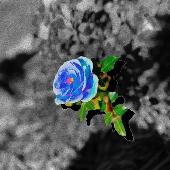 Blue Rose by SoMo