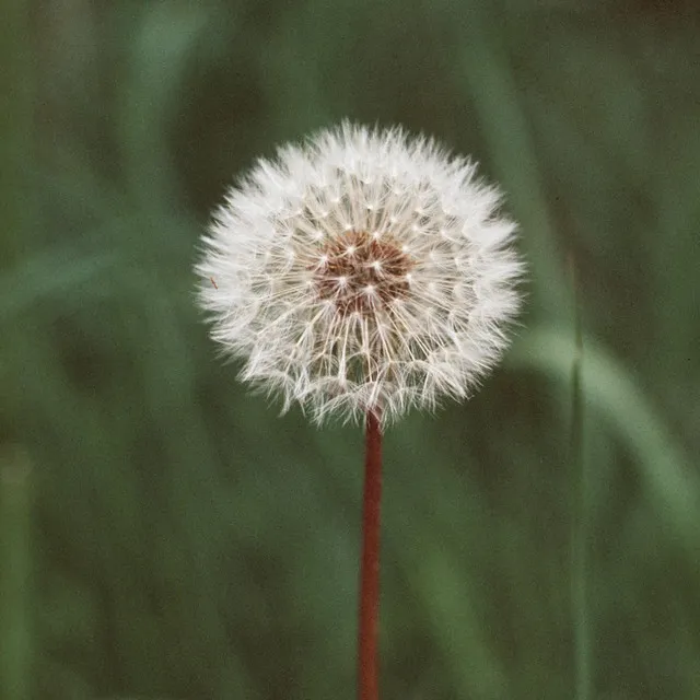 Diente de león