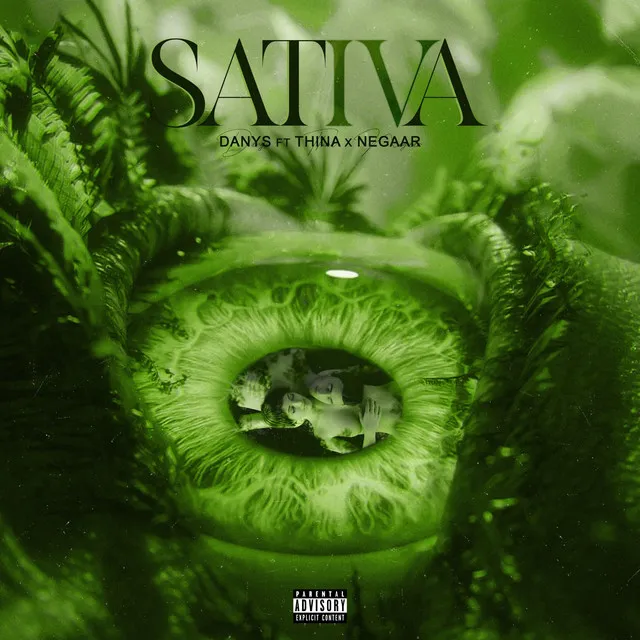 Sativa