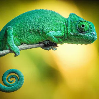 Innocent Chameleon by Unknown Artist