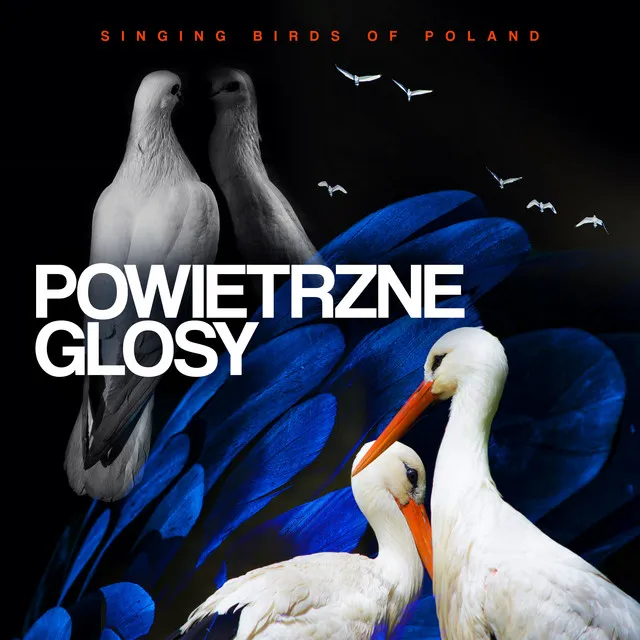 Powietrzne Głosy