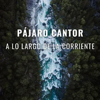 Pájaro Cantor A Lo Largo De La Corriente by 