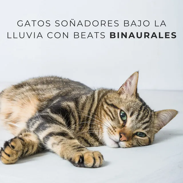 Sinfonía De La Siesta Divina Del Gato