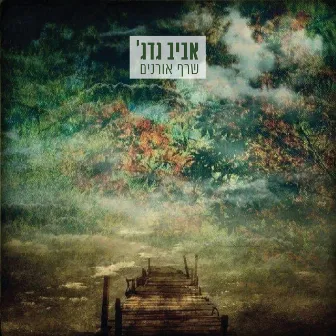 שרף אורנים by Aviv Guedj