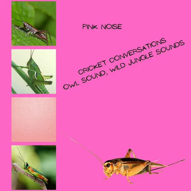 Cricket Conversations, Owl Sound, Wild Jungle Sounds, Pink Noise, Loopable