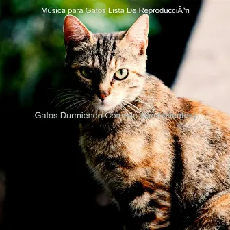 Gatos Durmiendo Comodo (Sentimientos) by Música para Gatos Lista De Reproducción