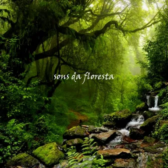 Sons da Floresta by Musica Reiki