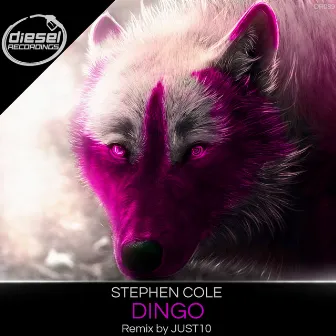 Dingo by Stephen Cole