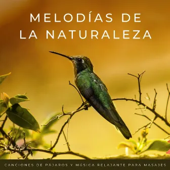 Melodías De La Naturaleza: Canciones De Pájaros Y Música Relajante Para Masajes by Cafe de Musica Instrumental