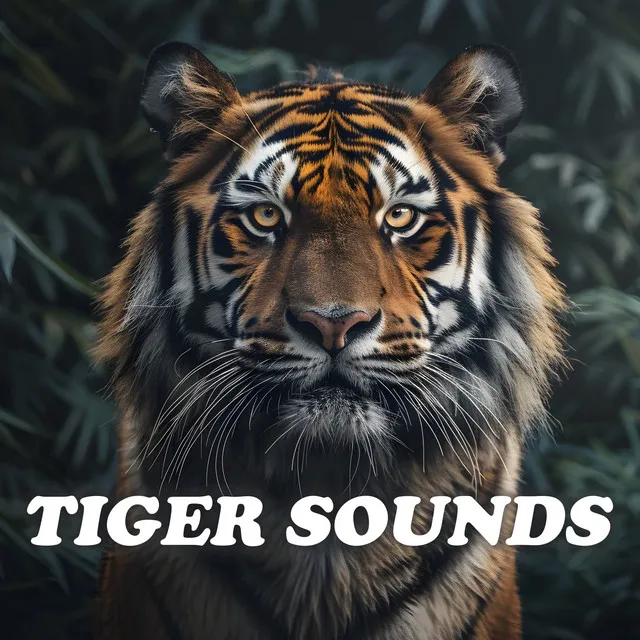 Ferocious Tiger Sounds