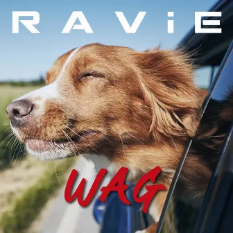 Wag by Unknown Artist