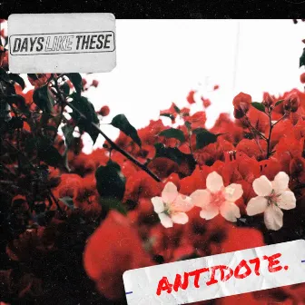 Antidote by Days Like These