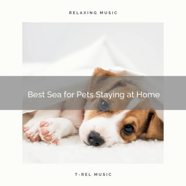 2021 Best Sea for Pets Staying at Home