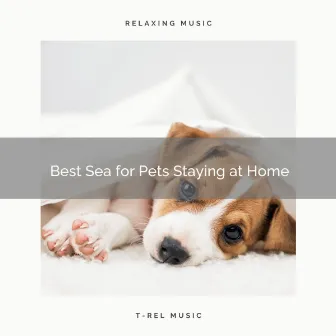 2021 Best Sea for Pets Staying at Home by Dog Relax