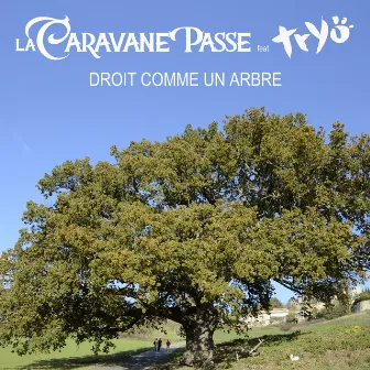 Droit comme un arbre by La Caravane Passe