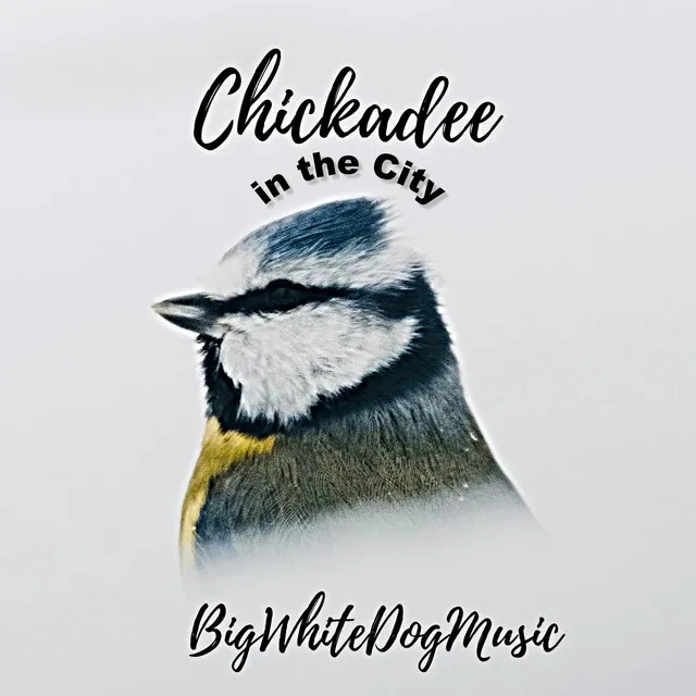 Chickadee in the City