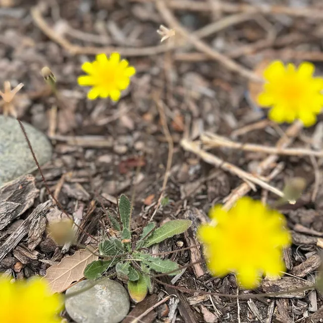 Daisies