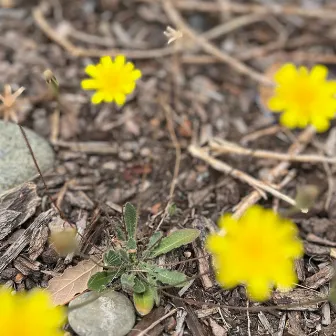 Daisies by Sparks Across Darkness