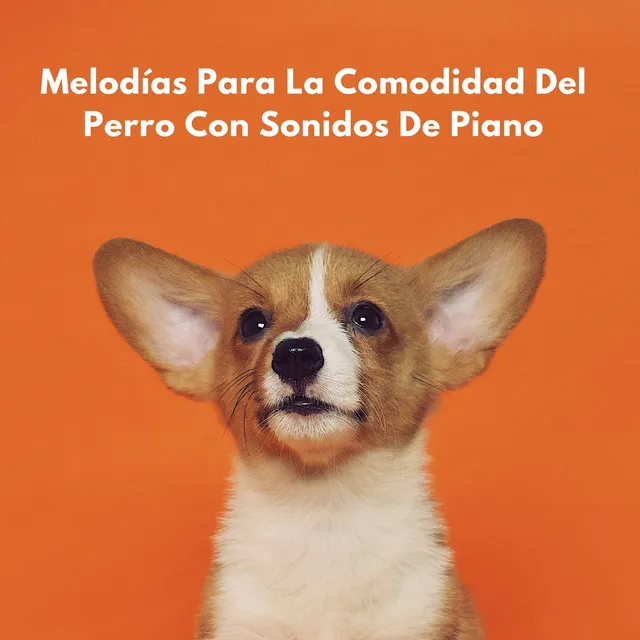 Medley De Piano Para La Comodidad Canina