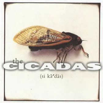 The Cicadas by 