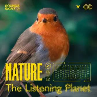 Feathers in the Forest by The Listening Planet