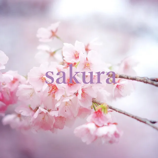 sakura3