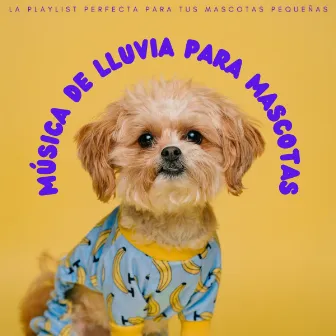 Música De Lluvia Para Mascotas: La Playlist Perfecta Para Tus Mascotas Pequeñas by Música Pura Para Perros