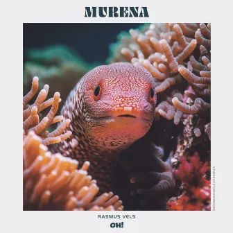 Murena EP by Rasmus Vels