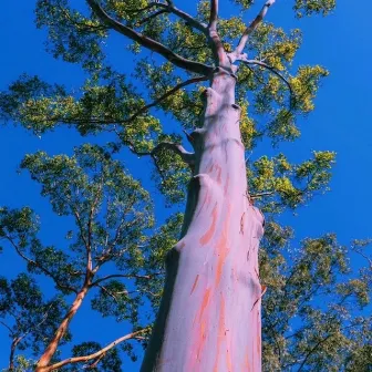 yew tree by dalough