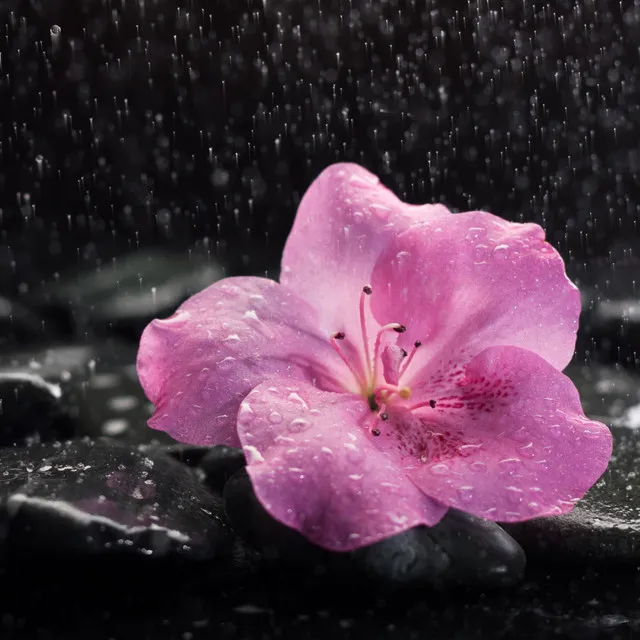 Zen Rain Reverberations: Music for Stress Relief