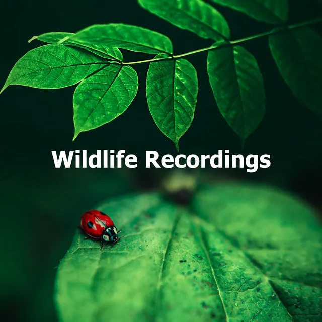 Wildlife Recordings