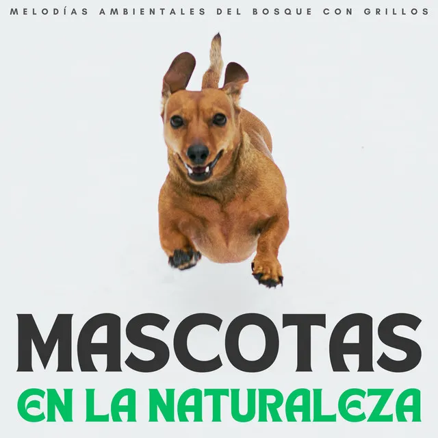 Mascotas En La Naturaleza: Melodías Ambientales Del Bosque Con Grillos