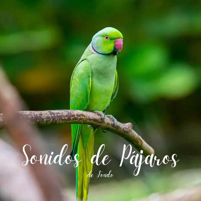 Sonidos de Pájaros de Fondo