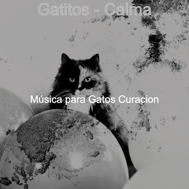 Amoroso (Gatos Estresados)