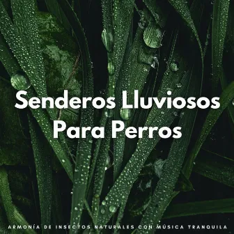 Senderos Lluviosos Para Perros: Armonía De Insectos Naturales Con Música Tranquila by Jukebox de música para perros