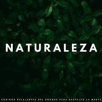 Naturaleza: Sonidos Relajantes Del Bosque Para Despejar La Mente by Ambiente Relajante de Música