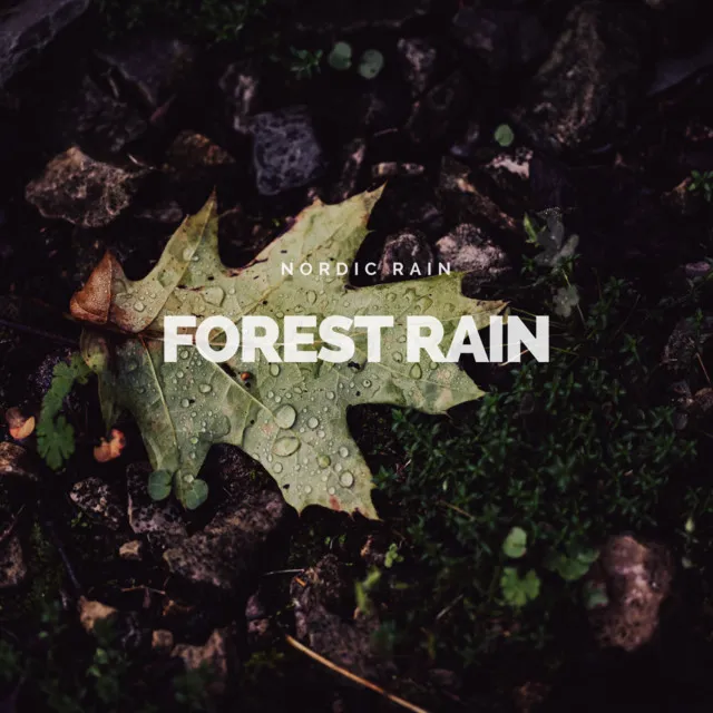 Forest Rain