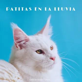 Caída De Lluvia Y Gatos: Patitas En La Lluvia by Fabricantes de lluvia suave