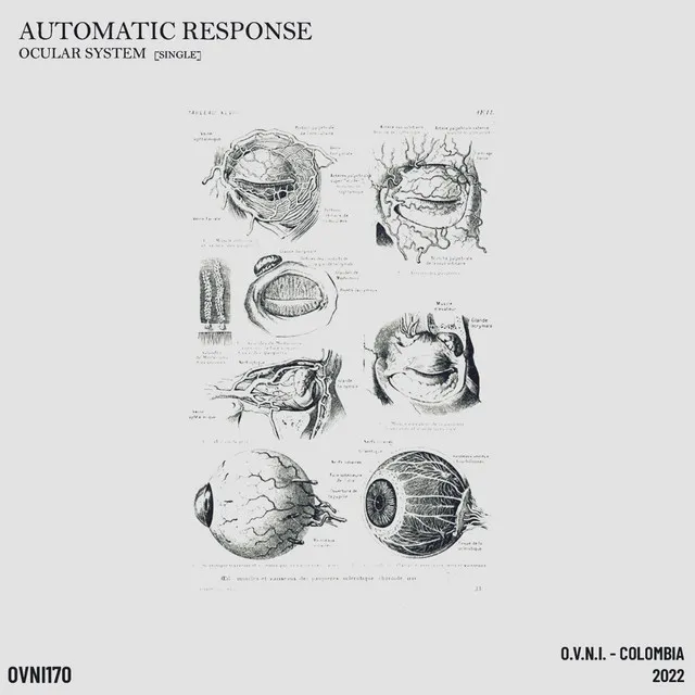 Ocular System