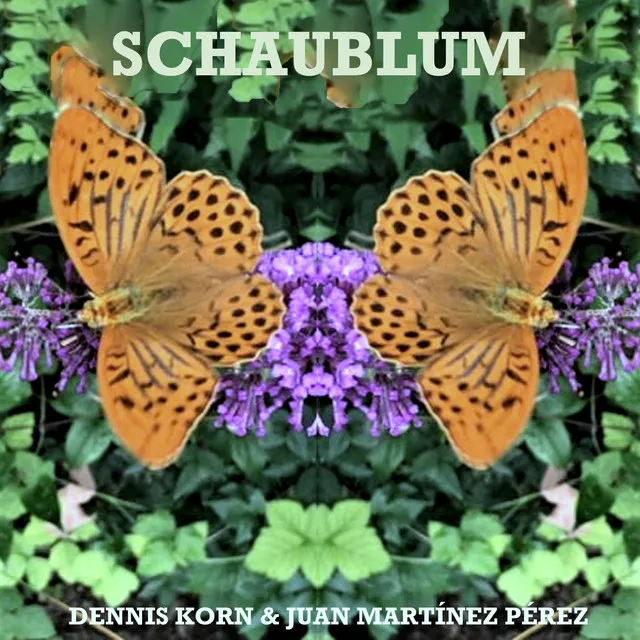 Schaublum