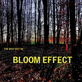 Bloom Effect by Franz Hellmüller