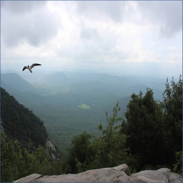 Singing Birds with Soothing Brown Waves - Loopable