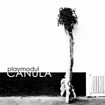 Canula by playmodul