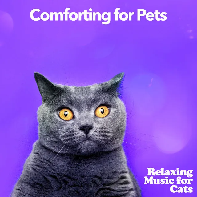 Comforting for Pets