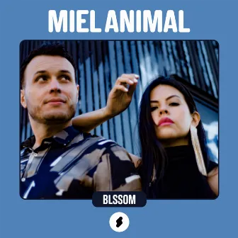 Shock Sessions: Miel Animal by Shock