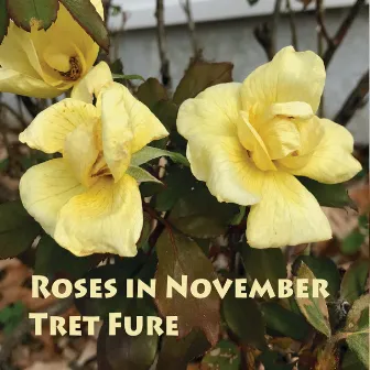 Roses in November by Tret Fure